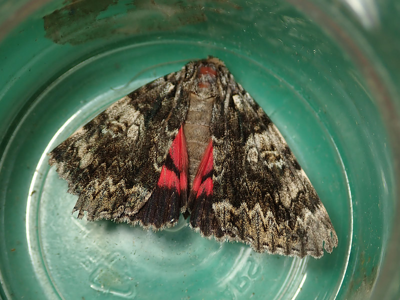 Erebidae: Catocala da identificare - Catocala cf. promissa